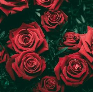 Meet your Posher, Herman